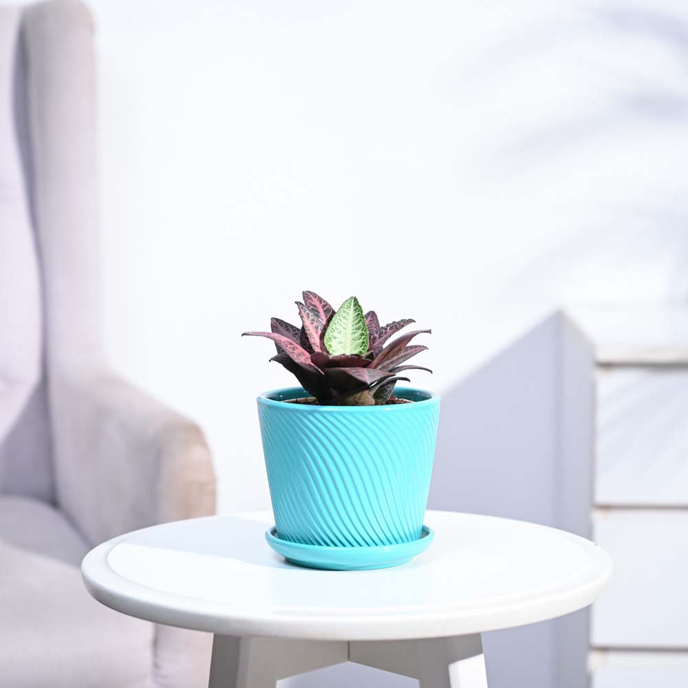 Euphorbia Francoisii Hybrid