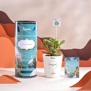 Crassula Ovata Plant For Environment Day Gifting