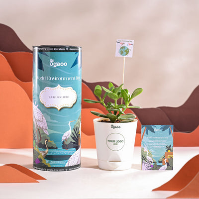 Crassula Ovata Plant For Environment Day Gifting
