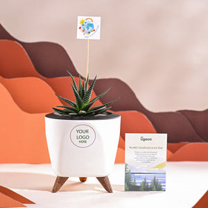 Zebra Haworthia Plant For Environment Day Gifting