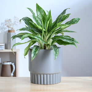 Immortal Nights Ceramic Planter