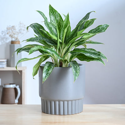 Immortal Nights Ceramic Planter