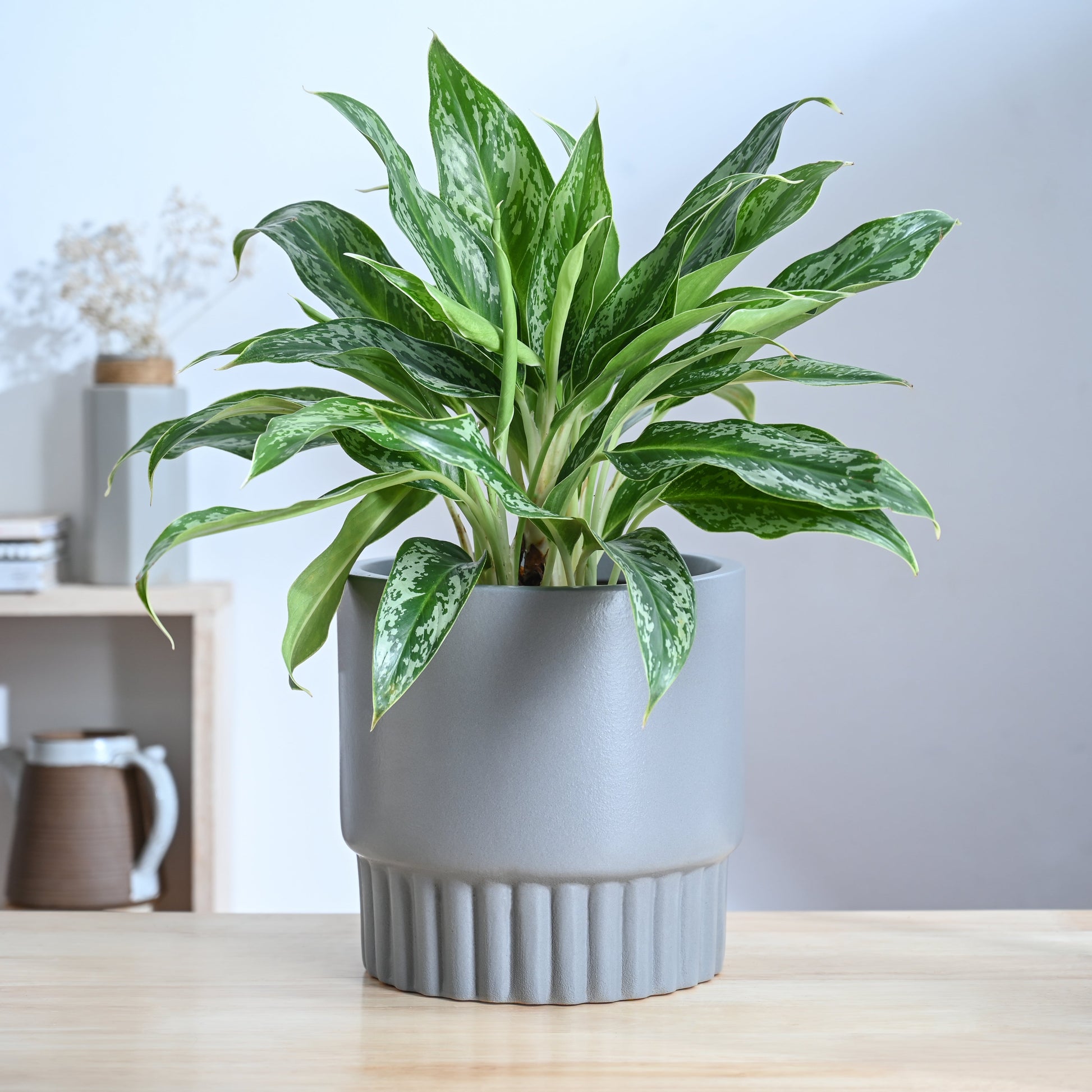 Immortal Nights Ceramic Planter