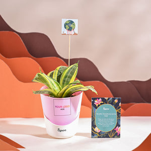 Snake Plant - Golden For Environment Day Gifting