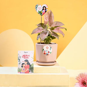 Syngonium Pink For Mother's Day Gifting