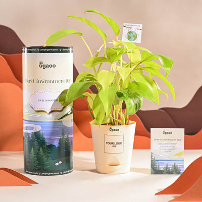 Philodendron Ceylon Golden Plant For Environment Day Gifting