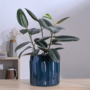 Blushing Sun Ceramic Planter