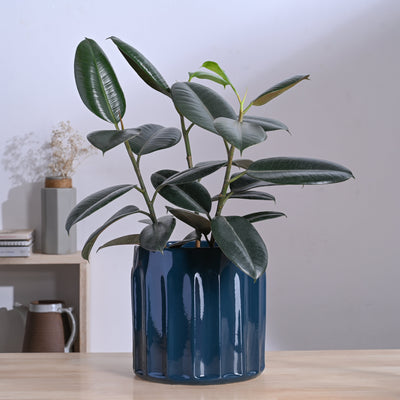 Blushing Sun Ceramic Planter