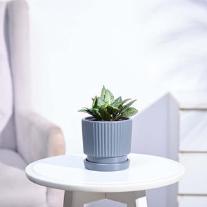 Euphorbia Francoisii Green