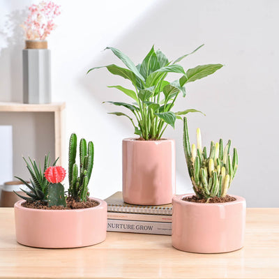 Lilac Stories Bundle - Light Pink