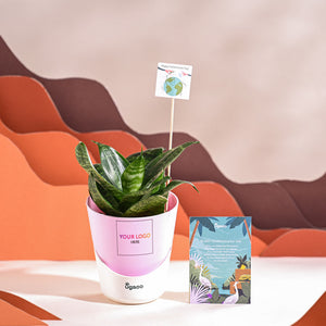 Snake Plant - Green For Environment Day Gifting
