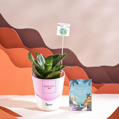 Snake Plant - Green For Environment Day Gifting