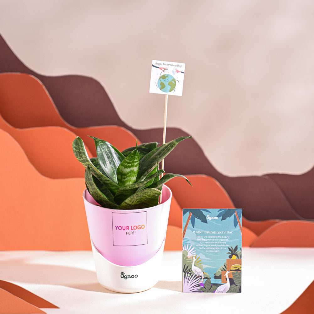Snake Plant - Green For Environment Day Gifting