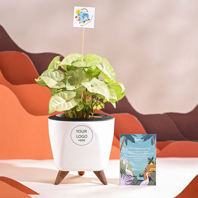 Syngonium White Butterfly Plant- Small For Environment Day Gifting