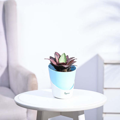 Euphorbia Francoisii Hybrid