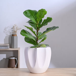Tranquil Tales Ceramic Planter