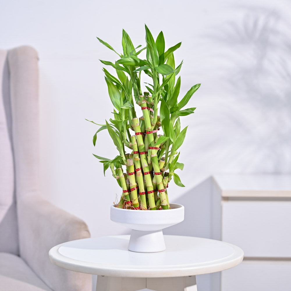 Lucky Bamboo Plant- Pyramid