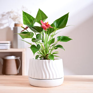 Fallen Angel Ceramic Planter