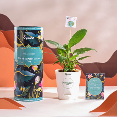 Peace Lily For Environment Day Gifting