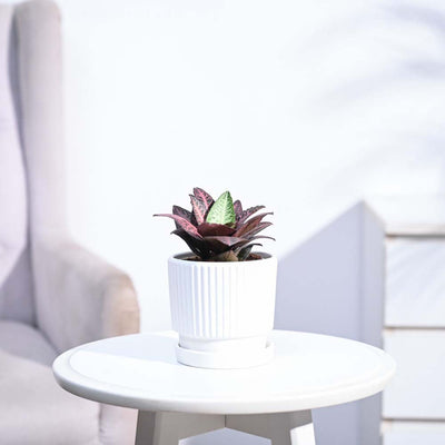 Euphorbia Francoisii Hybrid