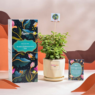 Jade Mini Plant For Environment Day Gifting
