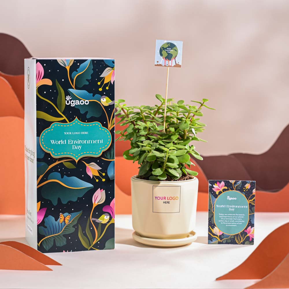Jade Mini Plant For Environment Day Gifting