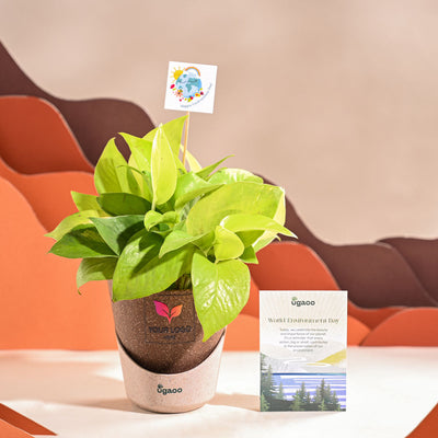 Money Plant Golden For Environment Day Gifting