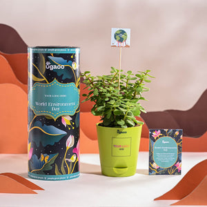 Jade Mini Plant For Environment Day Gifting