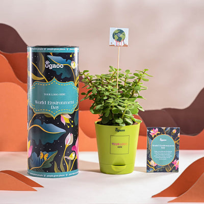Jade Mini Plant For Environment Day Gifting