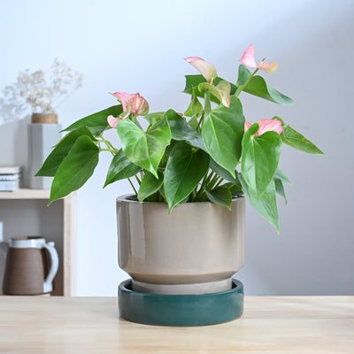 Soothing Rains Ceramic Planters