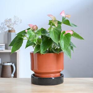 Soothing Rains Ceramic Planters