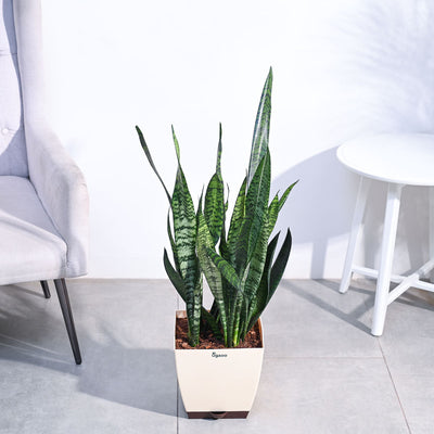 Sansevieria Zeylanica - XL