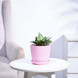 Euphorbia Francoisii Green