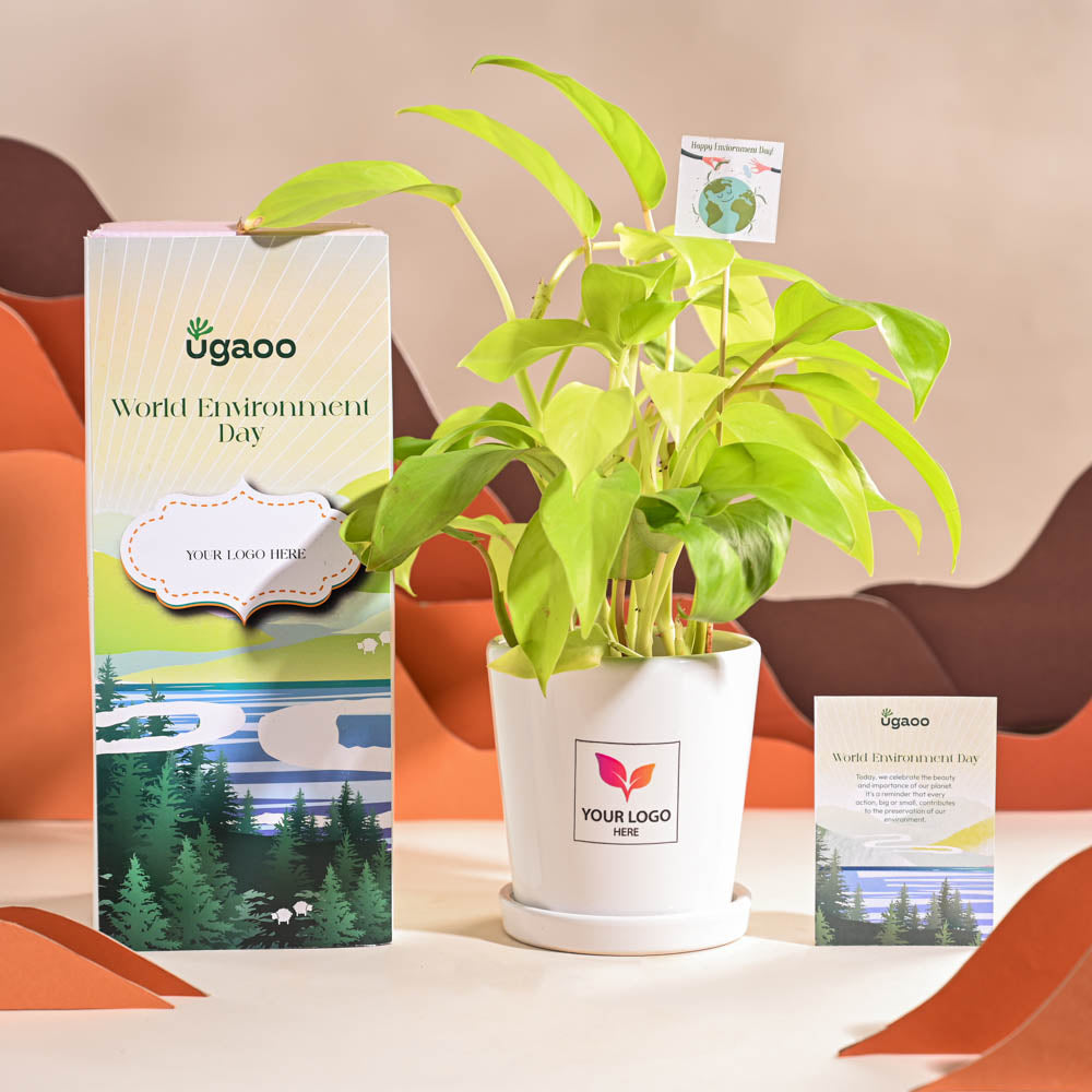 Philodendron Ceylon Golden Plant For Environment Day Gifting