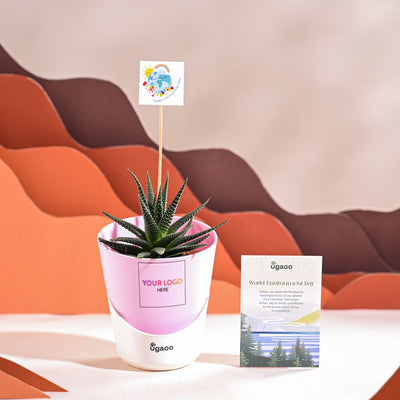 Zebra Haworthia Plant For Environment Day Gifting