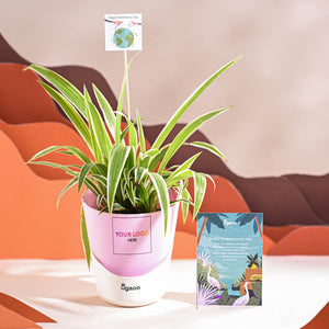Spider Plant For Environment Day Gifting