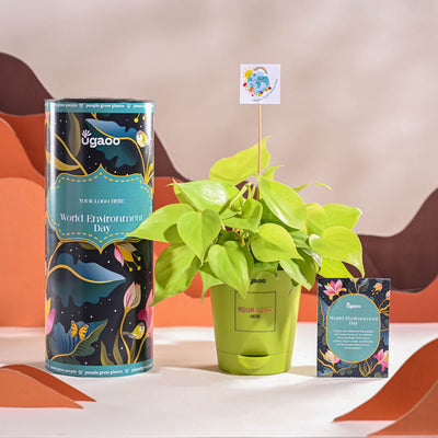 Philodendron Oxycardium Golden Plant For Environment Day Gifting