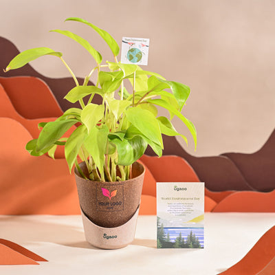 Philodendron Ceylon Golden Plant For Environment Day Gifting