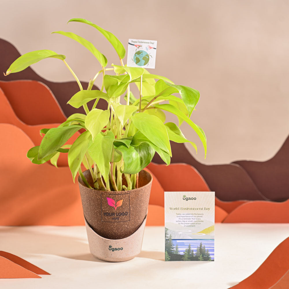 Philodendron Ceylon Golden Plant For Environment Day Gifting