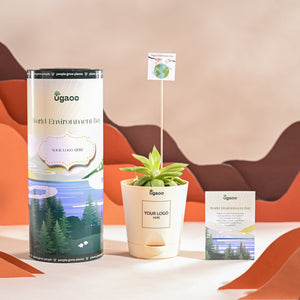 Haworthia Cooperi Fleshy For Environment Day Gifting