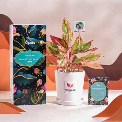 Aglaonema Red Plant For Environment Day Gifting