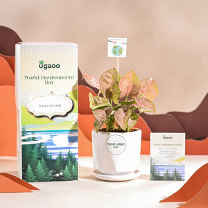 Syngonium Pink Plant For Environment Day Gifting