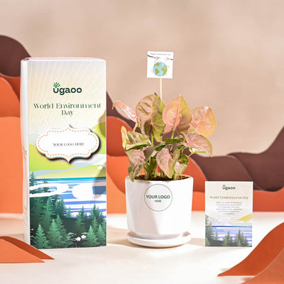 Syngonium Pink Plant For Environment Day Gifting