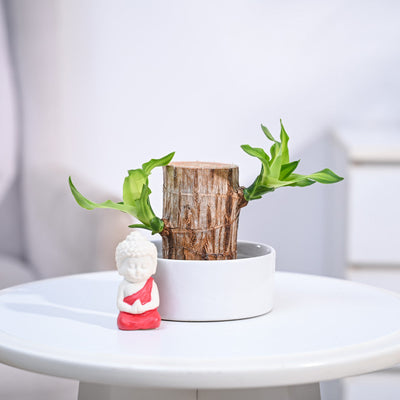 Brazilian Wood Plant