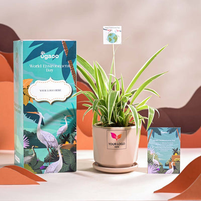 Spider Plant For Environment Day Gifting