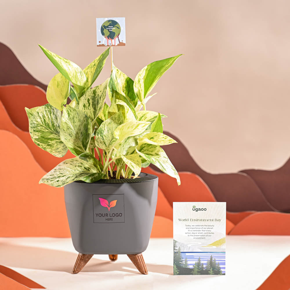 Money Plant Marble For Environment Day Gifting