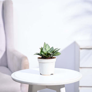 Euphorbia Francoisii Green