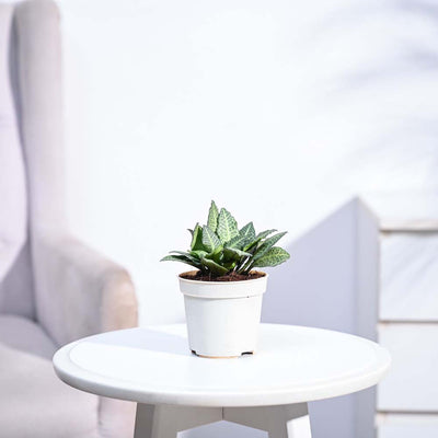 Euphorbia Francoisii Green