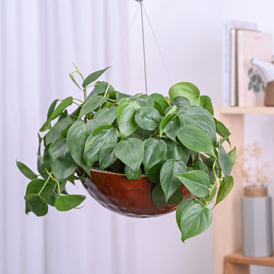 Hanging Ceramic Planters Petrichor Smite