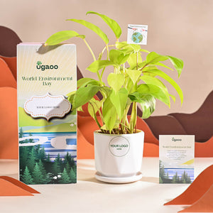 Philodendron Ceylon Golden Plant For Environment Day Gifting